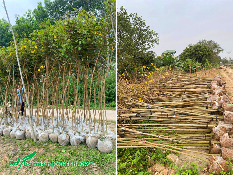 Bứng hàng loạt cây hoa Phong Linh cao 2m, sẵn hoa