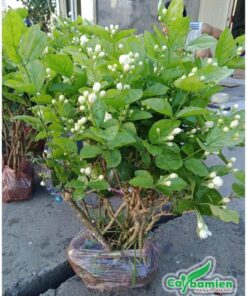Cây hoa nhài giống còn bầu đất