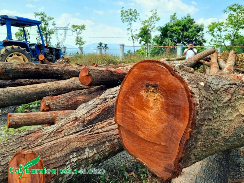 Gỗ của cây sao đen lâu năm mới được khai thác