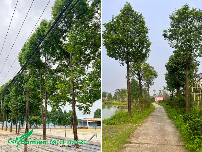 Hàng sao đen trồng trên đường phố chiều cao khoảng 7 - 9m