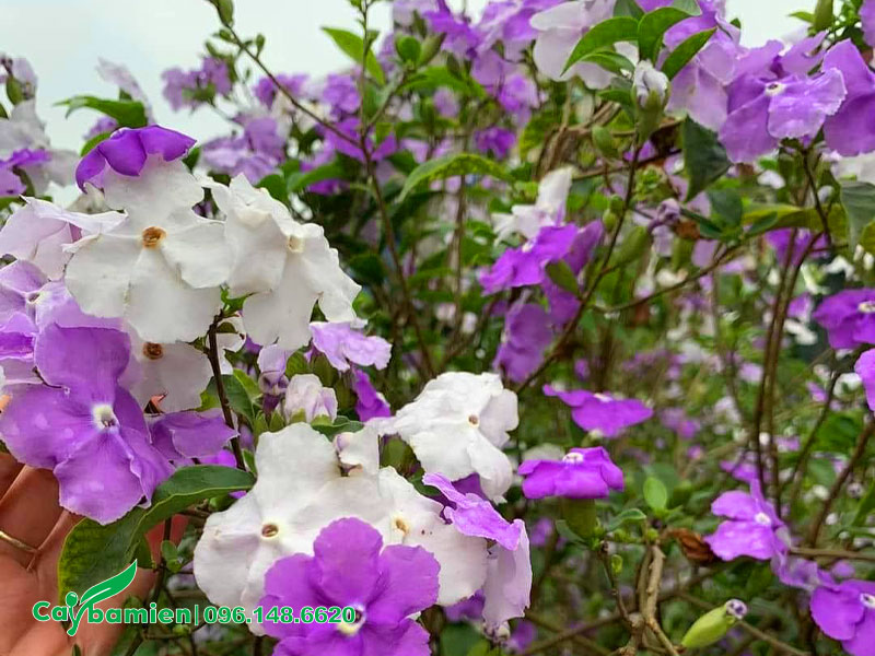 Những chùm hoa Nhài Nhật với hai màu trắng và tím