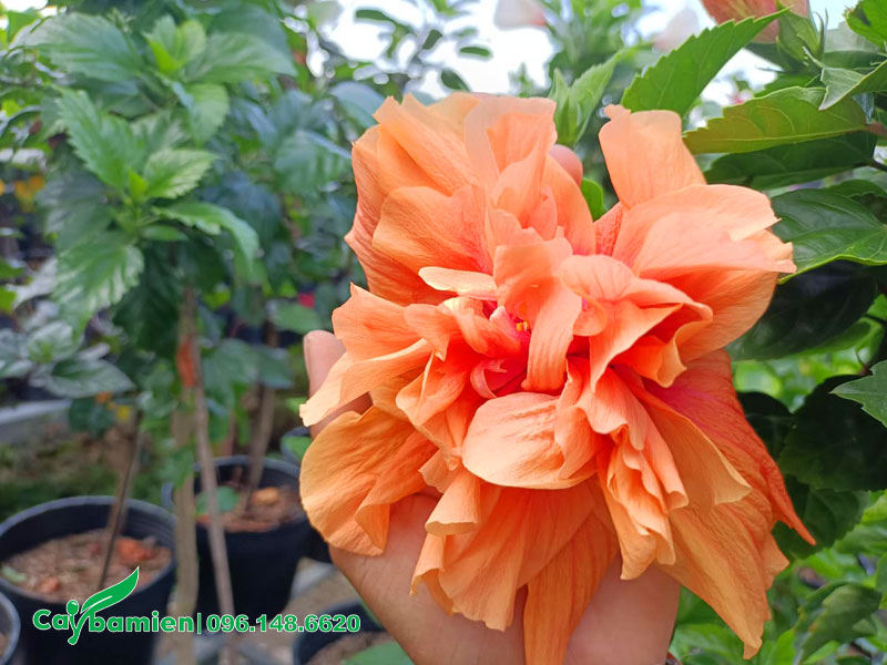 Bông Bụp có hoa màu cam