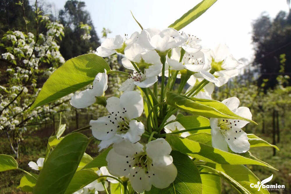 Hoa lê rừng với hương thơm vô cùng dễ chịu