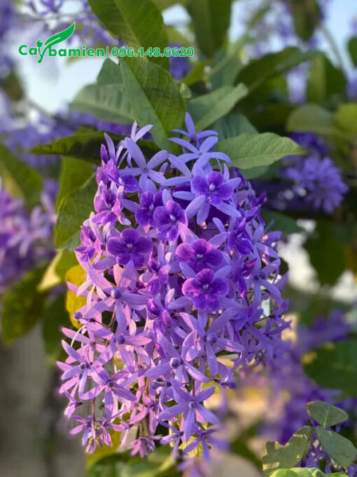 Chùm hoa mai xanh xinh đẹp