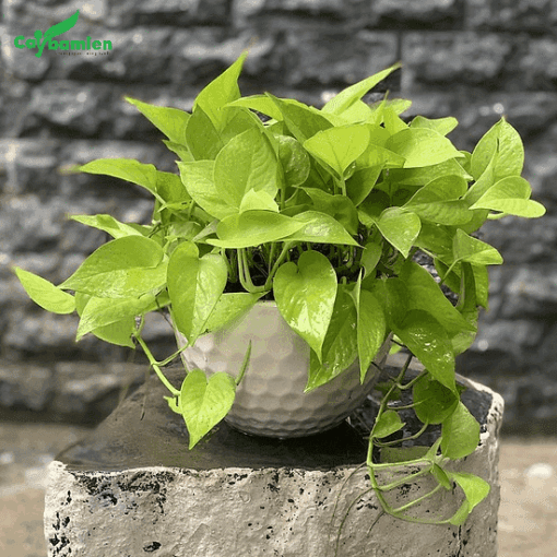 Cây trầu bà đế vương vàng