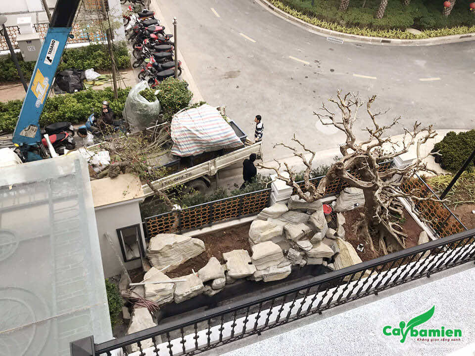 Đơn vị thiết kế và thi công sân vườn chuyên nghiệp
