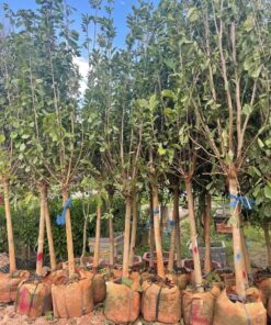 cây mộc lan đẹp cao 2m