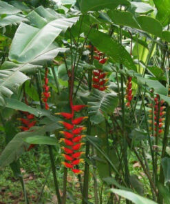 Chuối mỏ phượng thiết kế cảnh quan ngoại thất