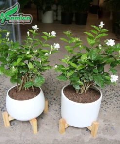 Chậu cây Nhài mini trồng trong nhà