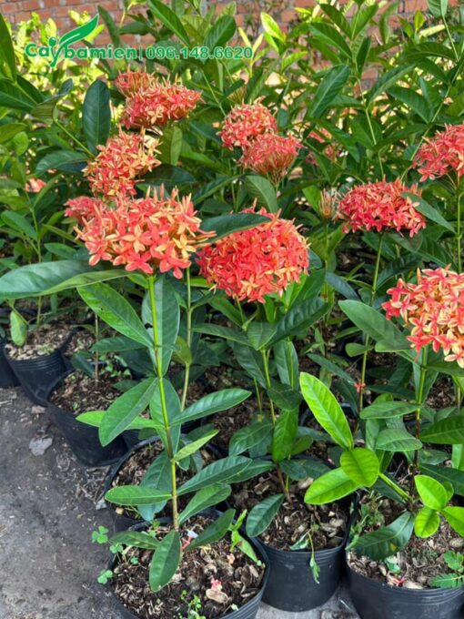 Cây giống giâm cành đã cho hoa đẹp khi mới chỉ cao 40cm
