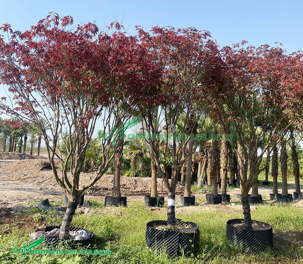 Phong lá đỏ trồng cổng trình tại Việt Nam