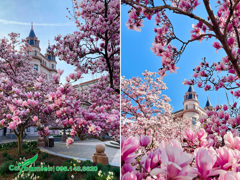 Không gian quanh tòa lâu đài tràn ngập sắc hoa của cây Mộc Lan