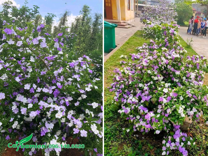 Cây hoa Nhài Nhật trồng bồn đất trong sân trường trung học