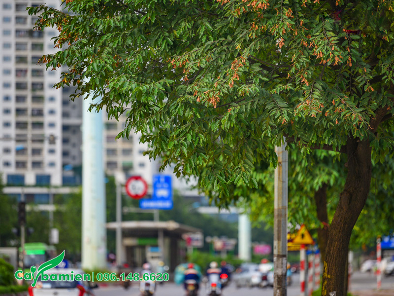 Trồng sao đen trên vỉa hè đường phố tạo cảnh quan và lấy bóng mát