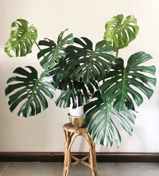 Trầu bà lá xẻ trang trí phòng