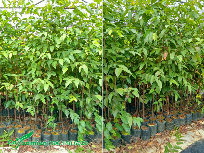 Cây giống sao đen trồng từ hạt chiều cao khoảng 80cm