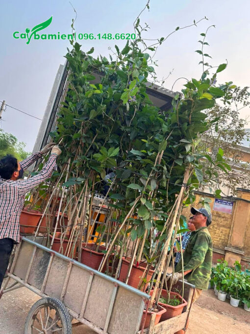 Những chậu cây hoa mai xanh cao 1m5 được xếp lên thùng xe