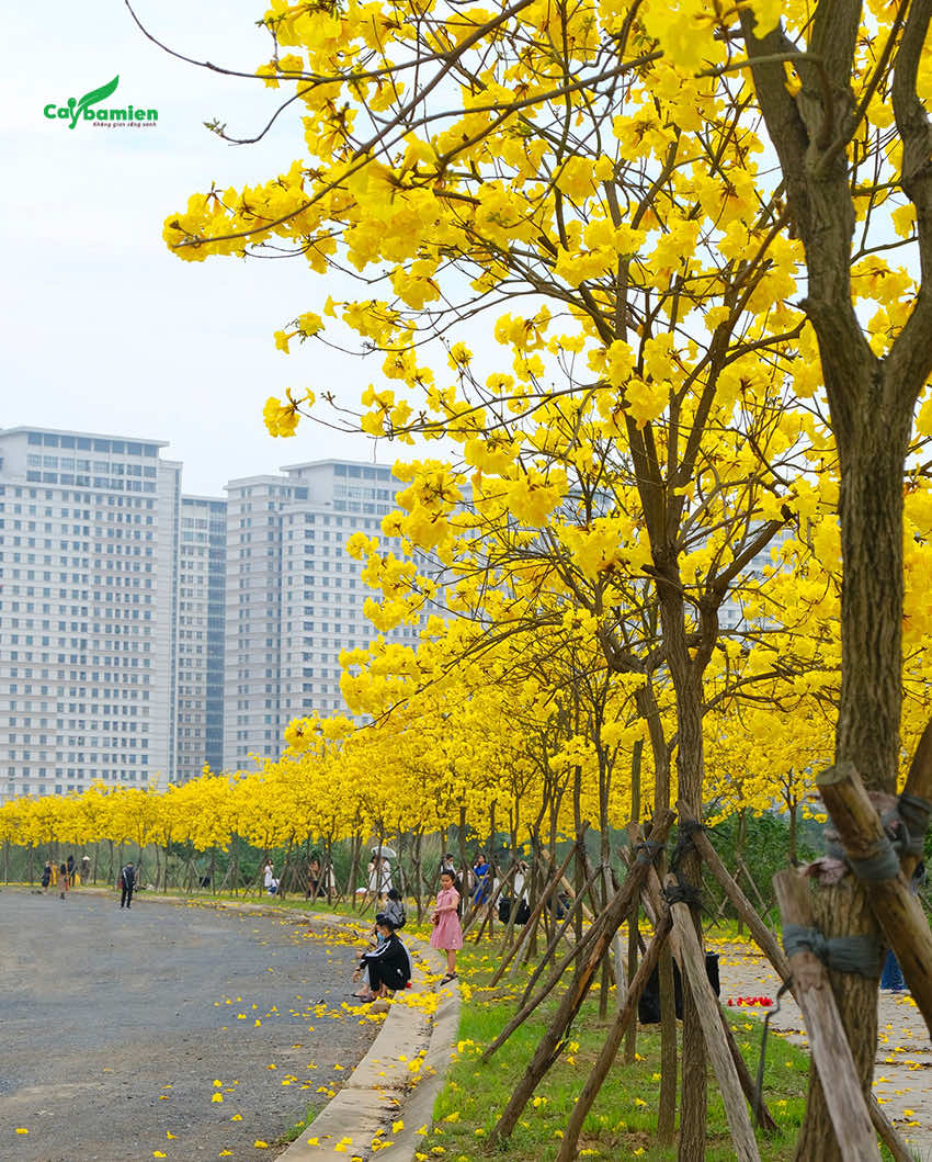 Cây Phong Linh mùa hoa nở, tô điểm cho cảnh quan đô thị thêm rực rỡ