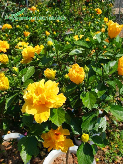 Hoa Dâm Bụt vàng cánh kép