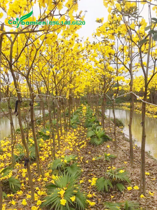 Hoa nở vàng rực cả vườn cây Phong Linh