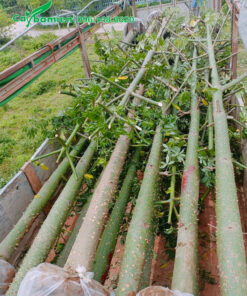 Những cây hoa Mỹ Nhân cao 6 - 7m xếp trên thùng xe đầu kéo