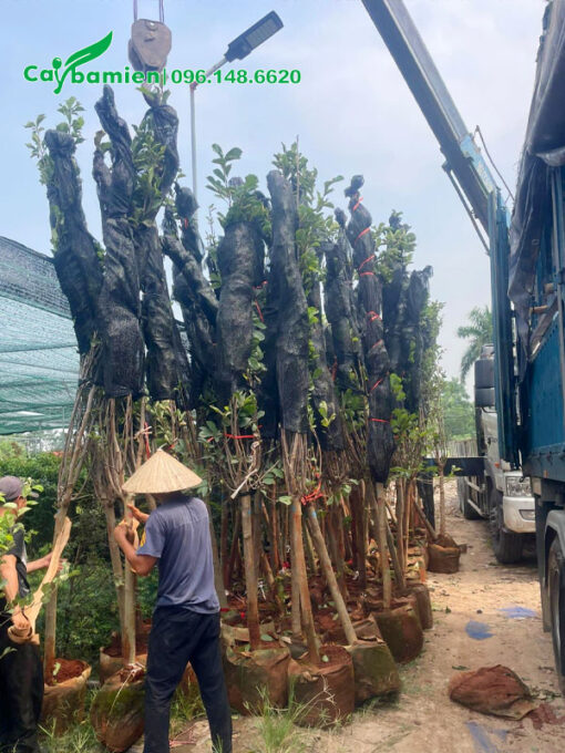 Công nhân đang xếp gọn những cây hoa mộc lan công trình cao hơn 3m