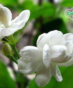 Bông hoa nhài tinh tế với những lớp cánh trắng muốt
