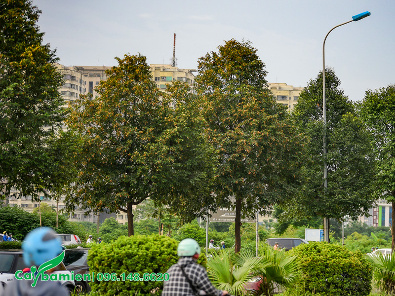 Hàng cây sao đen lâu năm trồng trên vỉa hè, dải phân cách đường phố