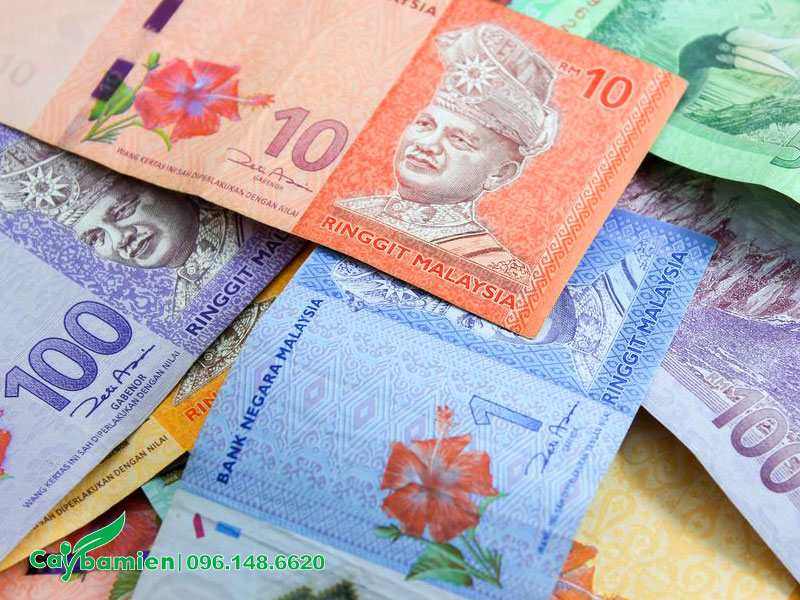 Hoa Dâm Bụt đỏ in trên các đồng tiền của Malaysia