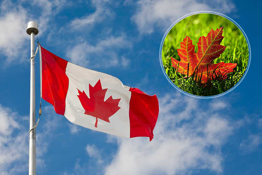 Lá phong đỏ biểu tượng ý nghĩa trên quốc kỳ Canada