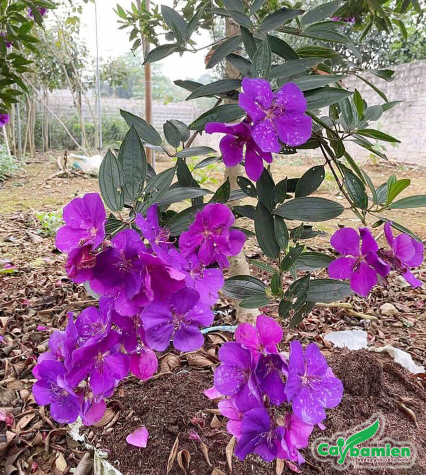 Hoa Mua Úc có màu tím đẹp từ cánh hoa cho đến nhụy 