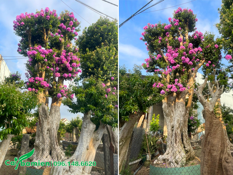 Vườn cây Săng Lẻ ghép tường vị đẹp, sang trọng