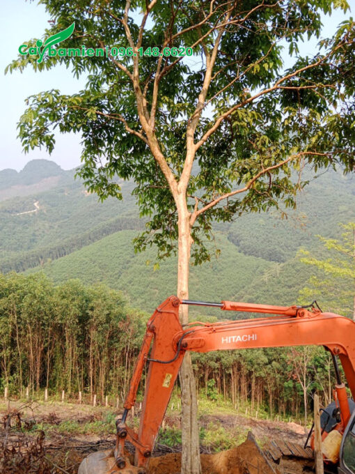Dùng máy múc để khoanh bầu cây bằng lăng rừng