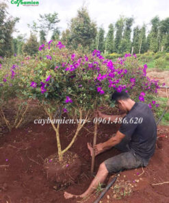 Bứng cây Mua Úc hoa tím để kích thước bầu đẹp