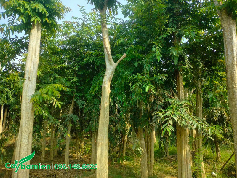 Vườn dâm ủ số lượng lớn cây bằng lăng rừng công trình