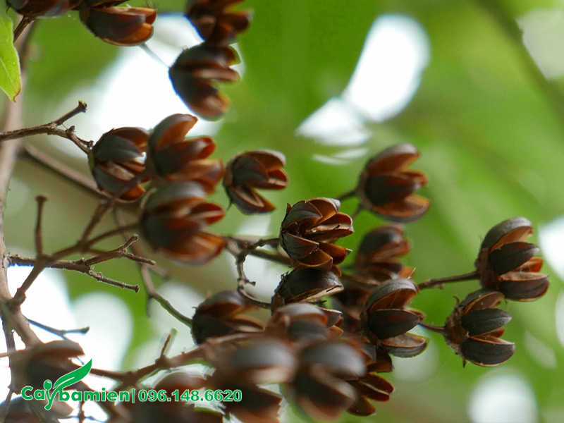 Chùm quả bằng lăng rừng đã chín khô và tách vỏ