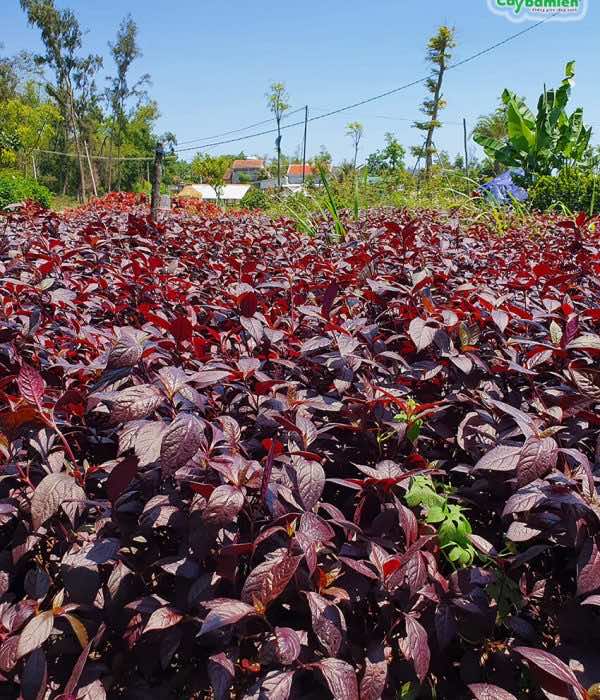 Cây trồng viền có tông màu đỏ tím độc đáo, nổi bật
