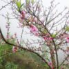Cành hoa đào rừng khoe sắc