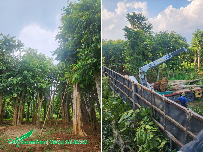 Dùng cần cẩu nâng và xếp cây lên xe tải