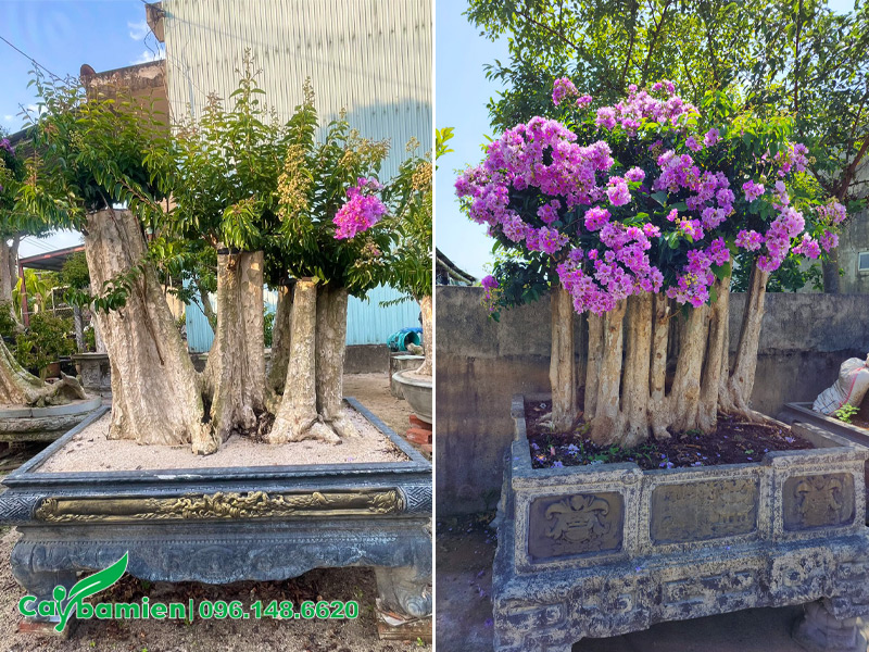 Những cây cây Bằng Lăng Rừng bonsai hoa nở siêu đẹp