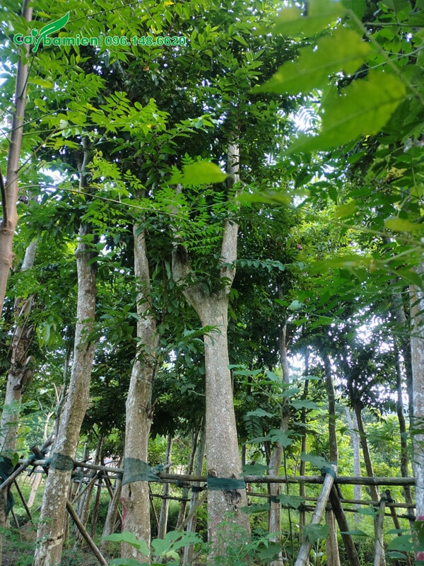 Thân cây bằng lăng rừng cao đến 5 - 6m