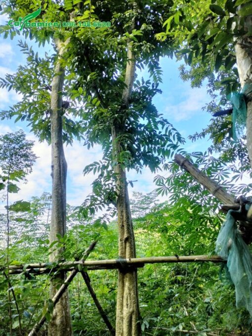 Cây tại vườn đều được dựng hàng rào để bảo vệ, tránh đổ gãy