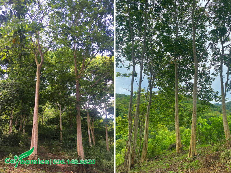 Bằng lăng rừng đánh thẳng, thân thẳng, tán đẹp