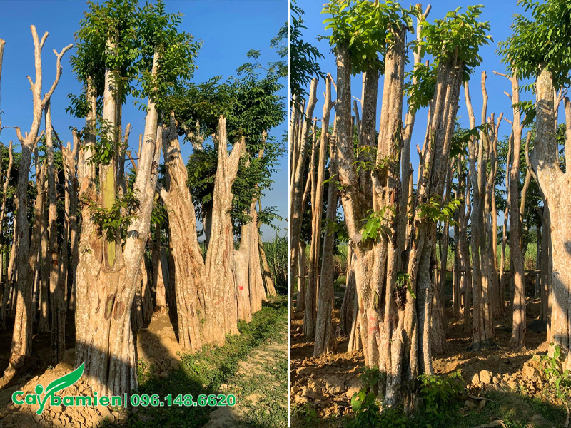 Những cây hoa bằng lăng rừng kích thước lớn, vanh 200 - 250