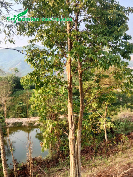 Rừng cây hoa bằng lăng lâu năm chiều cao 6m