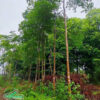 Chiêu Liêu trồng công trình có dáng cao, thân thẳng, tán lá sum suê