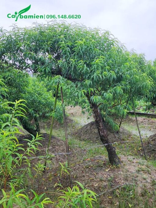 Đào rừng cảnh tạo dáng nghiêng độc đáo, cây chưa vuốt lá