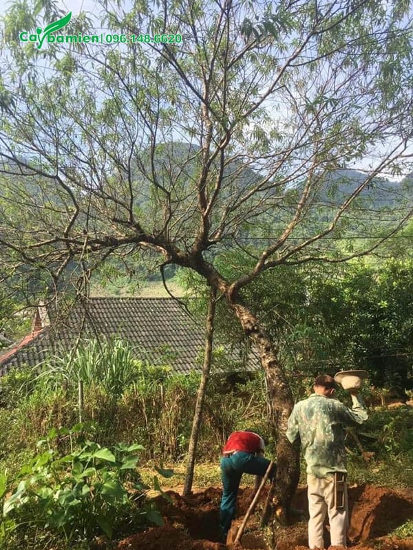 Công nhân đang bứng bầu một cây đào rừng cổ thụ cao 5m