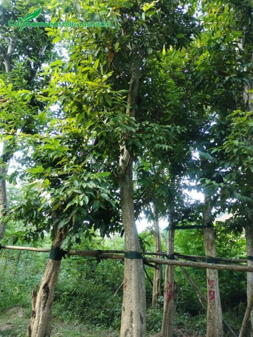 Cây có tán lá dày, xanh mướt
