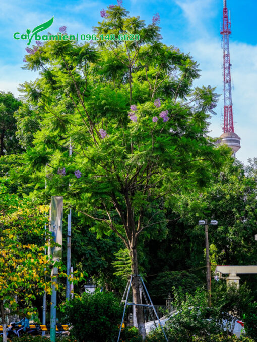 Trồng cây hoa phượng tím công trình ở đường phố đô thị